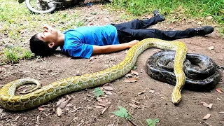 Terrifying, Saving Young Man Who Attacked By 2 Giant Pythons | Mike Vlogs