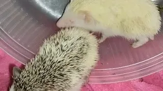 Ежата по очереди бегают по колесу🤗🤗🤗.Hedgehogs take turns running on the wheel. #ezhikafro