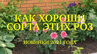 Розы. Новинки 2021 года. Я в восторге от некоторых сортов. Как они хороши!!!  🌹🌹🌹