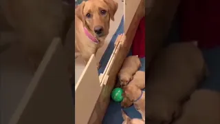 DOG MOM is sad because her baby puppys didnt play