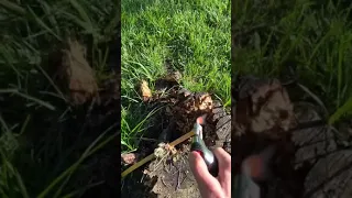 Blowing up tree stumps