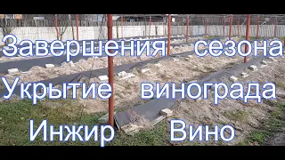 Завершения сезона Укрытие винограда  Инжир Вино