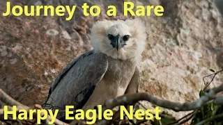Journey to a Rare Harpy Eagle Nest