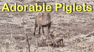 The Cutest Warthog Family You’ll Ever See - Mom and Piglets.