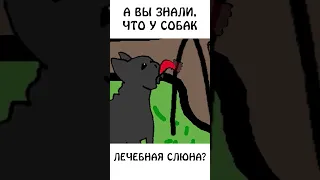 А вы знали, что у собак лечебная слюна? #собака #авызналиэто #академияброкколи #шортс #животные