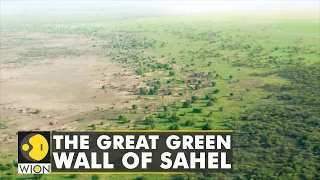 Millions of trees that were part of the great green wall die | Latest English News | World News