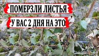 🍇 Померзли ЛИСТЬЯ на ВИНОГРАДЕ!  У Вас всего 2 дня, чтобы сделать ЭТО! Когда обрезать виноград?