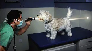 10 La tierna reacción de un perro mientras su veterinaria lo curaba