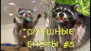 Cмешные ЕНОТЫ #5 / Приколы с ЕНОТАМИ 2020 / Funny Raccoons