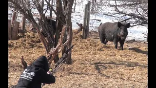 Bowhunting Wild Boar with Recurve in Saskatchewan