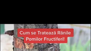 ✅🍑🍎🍐Cum se Tratează Rănile Pomilor Fructiferi !🍎🍐🍑✅