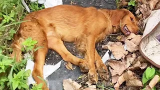 “Thanks For Your Support”Stray Dogs Eat Garbage Outside, The Small Courtyard Keeps Them Warm