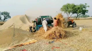 2400 Kg Per Acre || Ajmal Taija