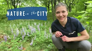 Nature in the City - Wild Lupine