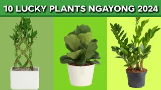 10 Lucky Plants na Kailangan mo at Dapat Meron ka Ngayong 2024