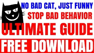 Смешные кошки  САМЫЕ СМЕШНЫЕ КОШКИ ЮТУБА Be ridiculous cat  MOST FUNNY CATS YouTube!