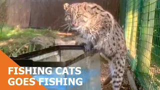 Fishing cat goes fishing for his dinner 🎣