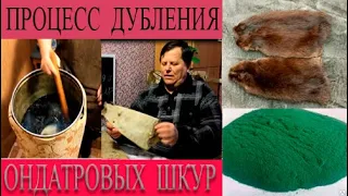 Дубление шкуры ондатры. Выделка ондатры