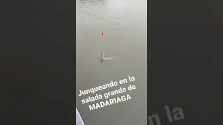 pejerrey en los juncos de la SALADA GRANDE DE MADARIAGA