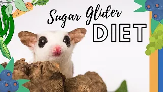 Sugar Glider Diet | How I feed the BML Kibble staple diet