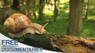 The amazing Beauty of Wildlife in Bavaria's magical Alpine Kingdom