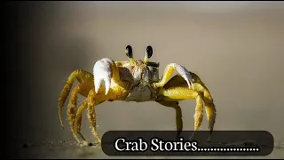 True Facts: Incredible Crab Stories Unveiled | You Will Be Shocked