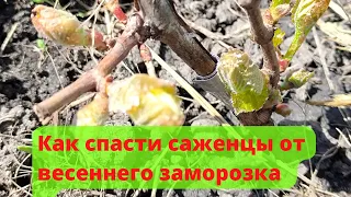 Весенние возвратные заморозки/Spring return frosts Как спасти молодые саженцы/how to save seedlings