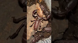 GIANT SCORPION COMMUNAL 2 years later…