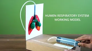 Make human respiratory system model / best and easy school project for students ( full tutorial )