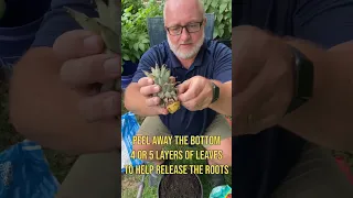 How to Grow Pineapple from Store Bought Fruit!