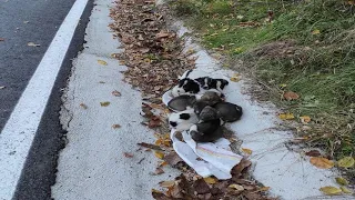 7 puppies lying hugging each other on the side of the road, they didn't know where their mother was