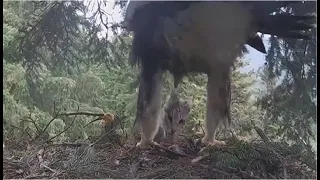 Bucovina ~ Female Golden Eagle Brings A Cat To The Nest! Warning Viewer Discretion Advised 7.23.21