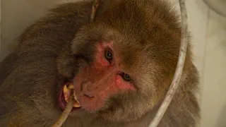 Monkey got electric shock | Injured Monkey Rescue and Treatment