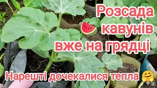 Розсаду кавунів та дині висадили на грядку 22 травня.