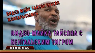 ВИДЕО Майка Тайсона с бенгальским тигром