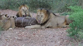 Lion killing Kudu Klaserie Private Nature Reserve Not for sensitive viewers!!