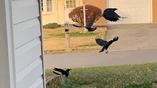 How I'm training crows to get money.