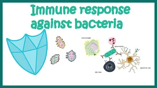 Immune response against Bacteria