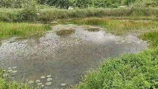 Vamos precisar limpar o açude da chácara...