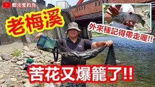 【蝦皮愛釣魚】老梅溪之苦花又爆籠了｜蝦皮愛釣魚