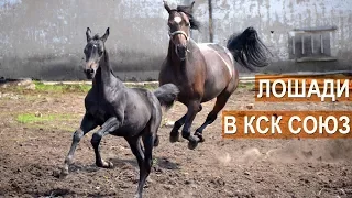 Лошади конно-спортивного клуба Союз.