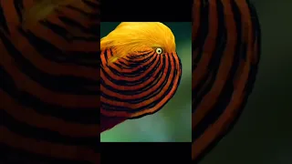 Beautiful Birds in the World | Breathtaking Beauty of Earth's Most Exquisite Birds | Relaxation🦩🦆🦢🦃🦚