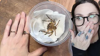 I was NOT PREPARED!.. Unboxing the SCARIEST Spider I now own from Frank Somma