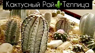 Кактусный Рай🌵😇Теплица#2