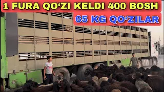 400 BOSH QO‘ZI ABDUMALIK 65 KG QO‘ZILAR BN YORVORDI