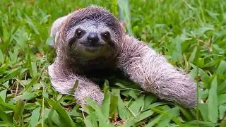 Why Are Sloths So Popular These Days?