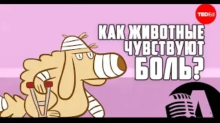 КАК ЖИВОТНЫЕ ИСПЫТЫВАЮТ БОЛЬ? | RUS VOICE [Ted-ed на русском]