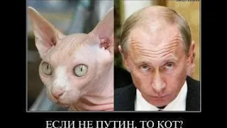 КОШКИ 2020 ПРИКОЛЫ С КОТАМИ Смешные Коты и Кошки 2020 Funny Cats