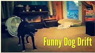 Собачий дрифт Приколы с собаками Funny Dog Drift 面白い犬  Funny Video