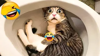 🐱😂 So Funny! Funniest Cats and Dogs 2024 ❤️😂 Best Funny Animal Videos 2024 #16